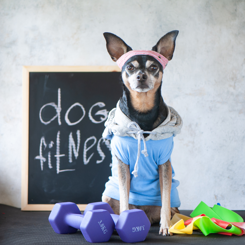 Sådan holder du din hund i god form – en guide til hundefitness